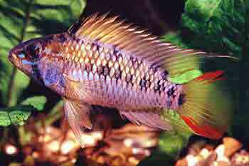 Apistogramma macmasteri